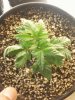 Day 18 from Seed Pot 6a.jpg