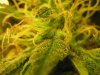 thc from each plant 011.JPG