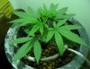 grow4.jpg