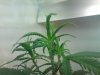 DSC00130.jpg