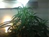 DSC00129.jpg