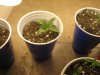 IMG_9173.jpg