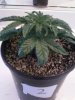 Day 20 from Seed Pot 2.jpg