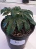 Day 20 from Seed Pot 4.jpg