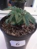 Day 20 from Seed Pot 6.jpg