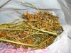 stems 040.jpg