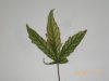 CIMG0391-small.jpg