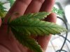 CIMG0393-small.jpg