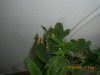 CIMG0401-small.jpg