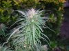 Sativa wk 12.jpg