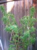 DSCN4452.jpg