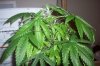 100_1165.jpg