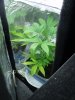 qazwers1-albums-first-grow-picture85686-10-9-09.jpg