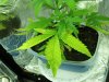 qazwers1-albums-first-grow-picture85687-wtf-1.jpg