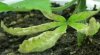 qazwers1-albums-first-grow-picture85688-wtf-2.jpg