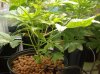 bourbonandsin-albums-first-time-picture85721-plant001-profile-49-days.jpg