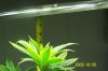 Plant-a.jpg