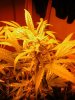 day51 budz.2.jpg