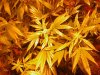 day51 bud tops.jpg