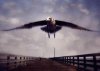 flight1.jpg