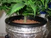flowering first dwc 004.jpg