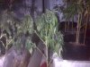 IMG00316.jpg