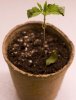 plant 1.jpg
