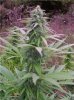 plant2.jpeg