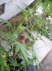 100_0735.jpg
