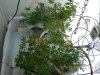 CIMG0405-small.jpg