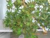 CIMG0406-small.jpg
