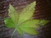 DSC00107.jpg