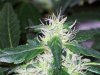 bigbudmike-albums-first-grow-picture86505-101-0720.jpg