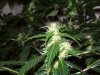 bigbudmike-albums-first-grow-picture86500-101-0711.jpg