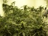 bigbudmike-albums-first-grow-picture86499-101-0706.jpg