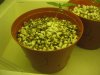 plant1.jpg