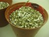 plant3.jpg