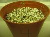 plant4.jpg