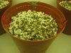 plant5.jpg
