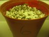 plant6.jpg