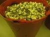 plant7.jpg