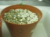 plant8.jpg