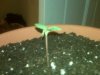 seedling_sprout.jpg