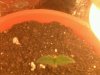 seedling sprout4.jpg