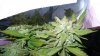 Outdoor Grow Journal 016.jpg