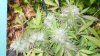 Outdoor Grow Journal 018.jpg