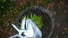 Outdoor Grow Journal 015.jpg
