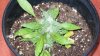 Outdoor Grow Journal 022.jpg