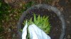 Outdoor Grow Journal 014.jpg