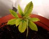 shitplant3.jpg
